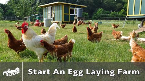 How To Start A Pastured Poultry Egg Farm Ama S8e1 Youtube