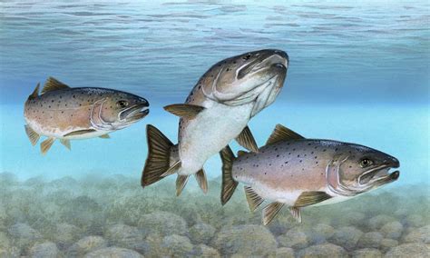 Maines Atlantic Salmon Likely To Be On ‘endangered List For Another