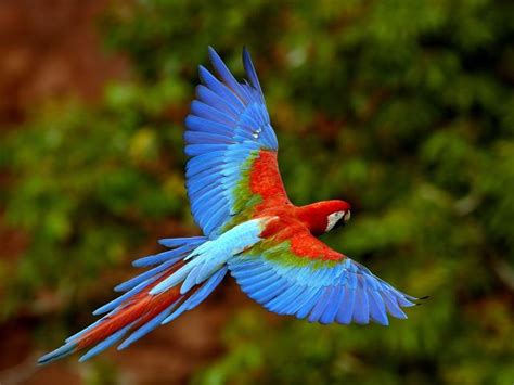 Free Download Exotic Birds Wallpapers Wallpaper Pictures 1600x1200