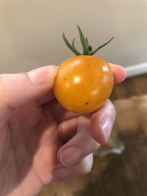 What Are These Little Black Spots On My Orange Cherry Tomatoes Are