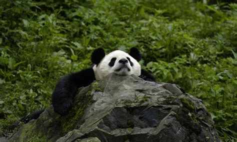 Giant Panda China Photos Wwf