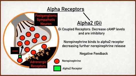 Alpha Adrenergic Receptor Types Function Location And Stimulation Effects Made Easy — Ezmed