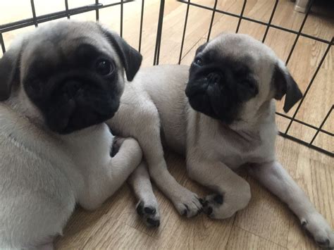 See more ideas about pug puppies, puppies, pugs. Pug Puppies For Sale | Jersey City, NJ #280429 | Petzlover