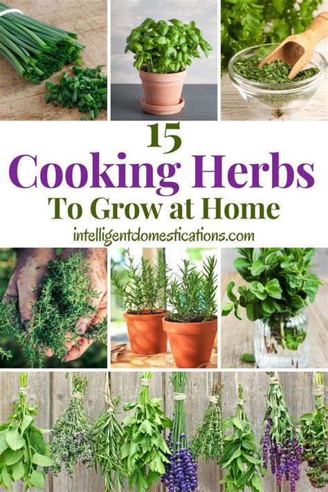 15 Cooking Herbs You Can Easily Grow At Home In 2021 Cooking Herbs