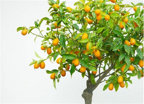 Indoor Fruit Trees