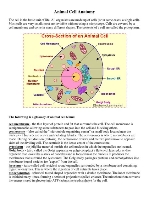 The synthesis of membrane lipids, membrane and secretory proteins, and the regulation of intracellular calcium are. Animal Cell Anatomy | Endoplasmic Reticulum | Cell ...