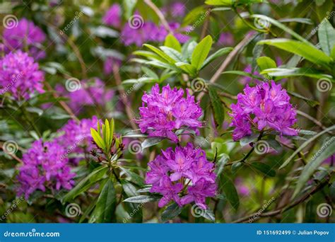 Rhododendron Pink Flower Fresh Blooming Pink Rhododendron Flower With