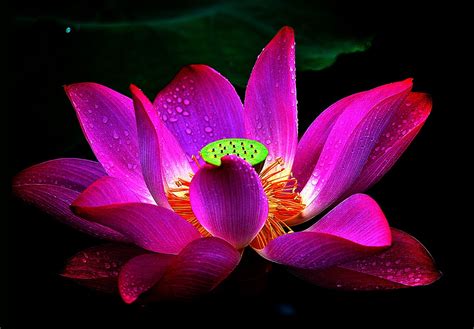 Flower hd phone wallpapers download free background images collection, high quality best high quality flower wallpapers collection for your phone. Lotus Flower Wallpapers, Pictures, Images