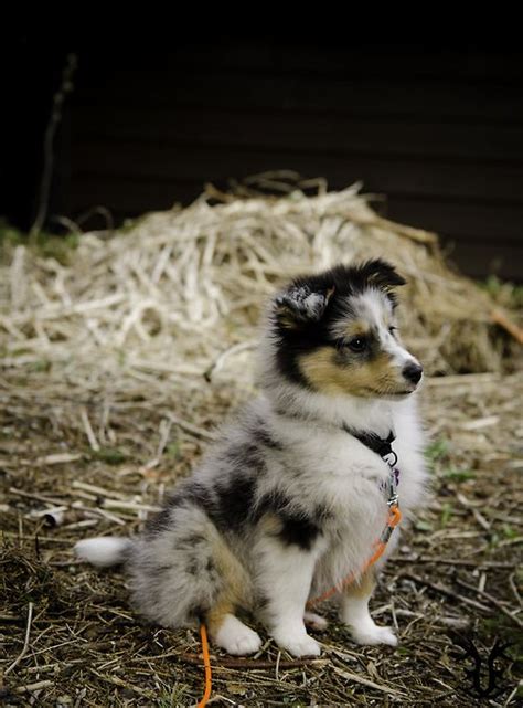 Sheltie puppies for sale, sheltie dogs for adoption and sheltie dog breeders. 1000+ images about Shelties on Pinterest | Shetland ...