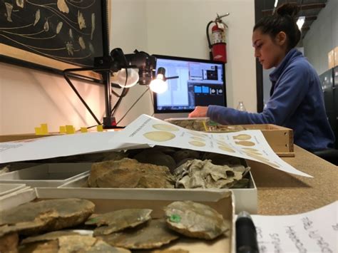 Bringing Fossils Into The Digital Age One Shell At A Time 893 Kpcc
