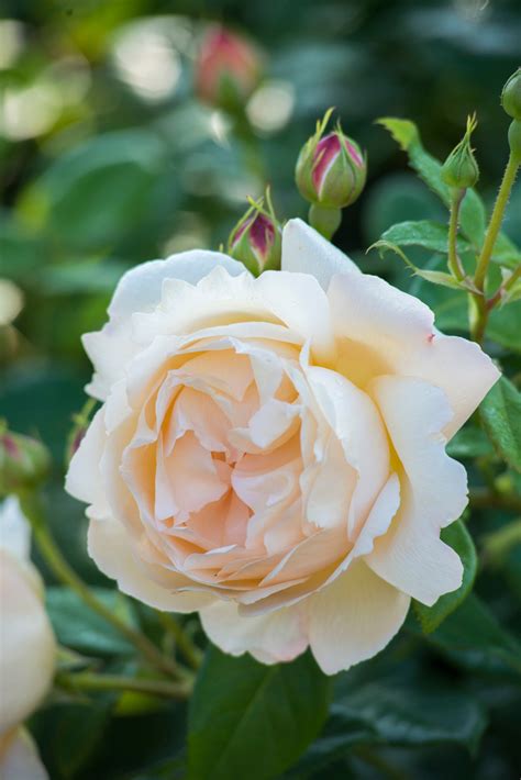 Growing David Austin English Roses Most Fragrant English Roses