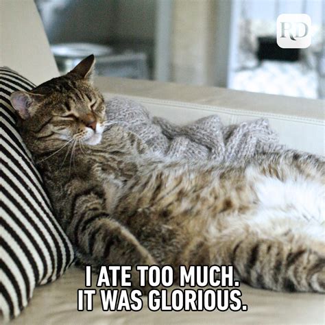 35 Cat Memes Youll Laugh At Every Time Readers Digest