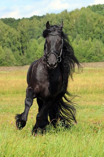 Friesian Long Haired Horse Gallop Meadow Stock Photo Download Image Now Istock