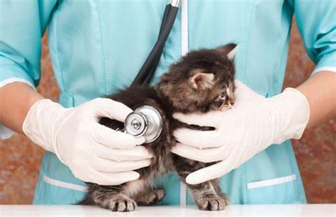 The Top 25 Tips Of Kitten Care For A Future Lovely Cat