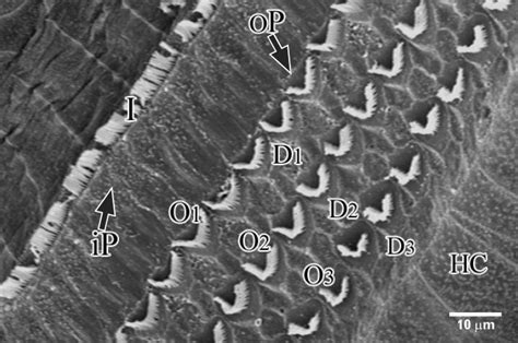 Hair Cells Under Microscope Micropedia