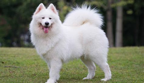 Samoyed Temperament Lifespan Shedding Puppy