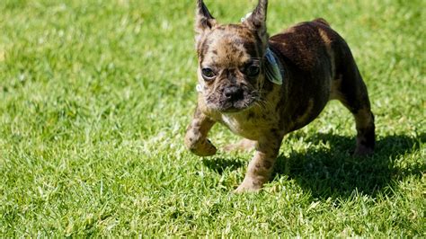 Ücretsiz yavru french bulldog sahiplendirme ilanı açın, yuva bulmamız için yardımcı olun. Exotic Rare Chocolate Merle French Bulldog Puppy ...