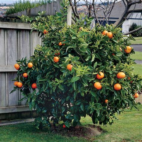 Citrus Washington Navel Orange Tree Jackson And Perkins