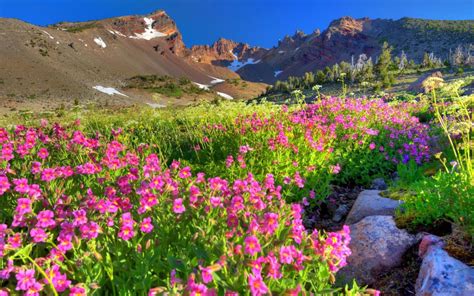 Spring Purple Flowers Mountain Rocky Peaks Snow Rock Blue Sky Beautiful Wallpaper Hd For Desktop