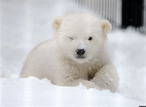 Kali The Orphaned Polar Bear Cub To Move From Alaska Zoo
