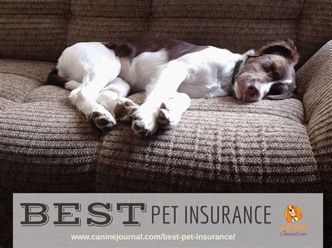 Best Pet Insurance By Need 2021 Dogs Cats Puppies Multiple Pets