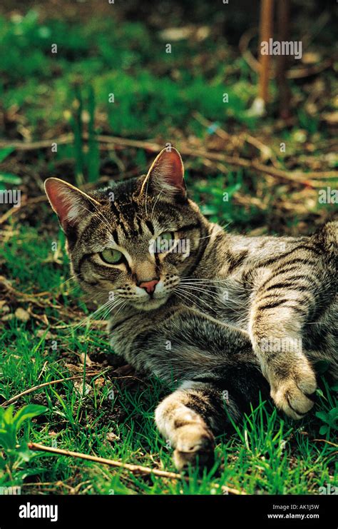 Close Up Of Tabby Cat Outdoors In Garden Stock Photo Alamy