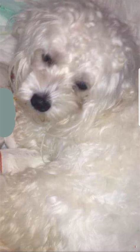 Welcome to the killeen home depot. Lost, Missing Dog - Maltese - Killeen, TX, USA 76542 on November 11, 2017)