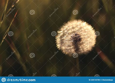 Dandelion Blowball In Spring Meadow Closeup Wild Flower Stock Photo