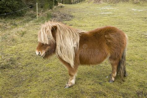 Small Pony Stock Image Image Of Denmark Head Green 9294583
