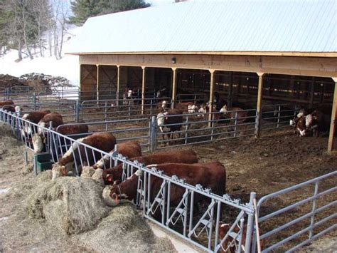 Small Cattle Feedlot Design Livestock Cattle