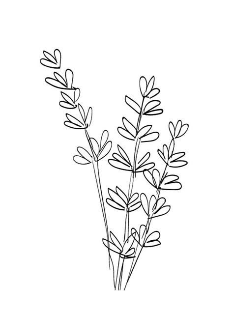 Drawing Lavender Flower Coloring Pages Download And Print Online
