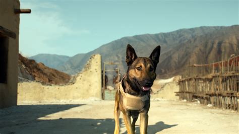 At some point after max left civilization following the loss of his family he encountered an australian cattle dog, he took it into his care and it became a faithful companion of his. Win Passes To The Advance Screening of MAX In St. Louis ...