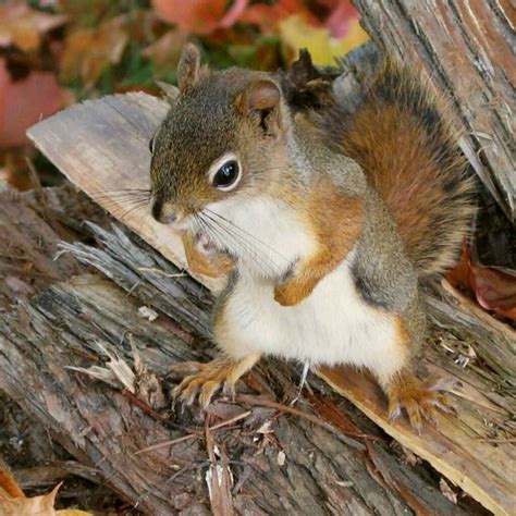 Pin By Karasu Krafty On Aminals Chipmunks And Squirrels Baby Squirrel