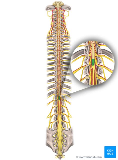 Conus Medullaris Anatomy