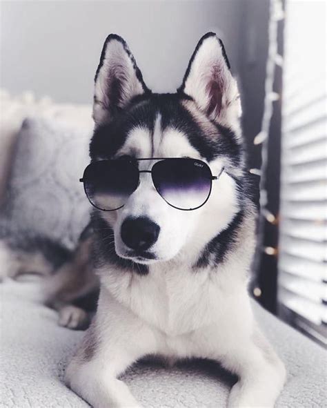 Psbattle A Husky Wearing Sunglasses In 2020 Husky Majestic Animals