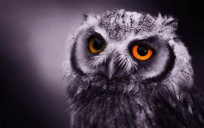 Desktop Owls Owl Funny Animal Wallpapersafari