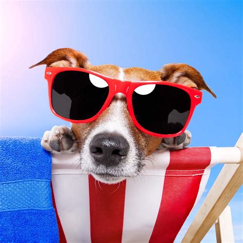 Chilling 😎🐶 Dog Friends Summer Safety Dogs