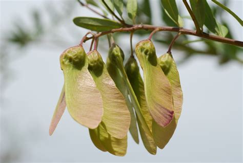 West African Plants A Photo Guide Securidaca Longipedunculata Fresen