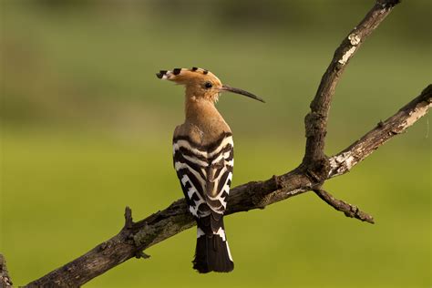 Hoopoe Wallpapers Animal Hq Hoopoe Pictures 4k Wallpapers 2019