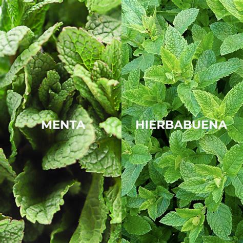 Diferencia Entre Hierbabuena Y Menta Encuentra La Diferencia