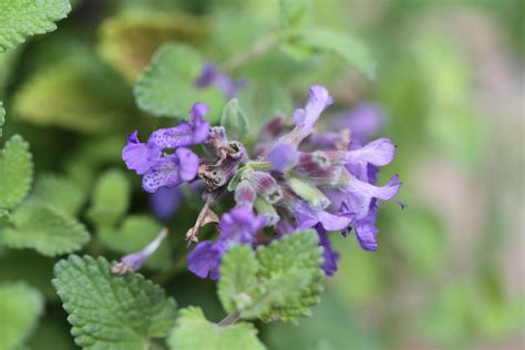 Just as you'd expect with despite their delicate appearance, these flowers are fairly resistant to deer damage. 22 Best Deer-Resistant Perennial Plants