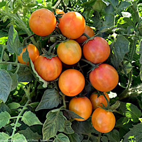 Isis Candy Cherry Tomato A Comprehensive Guide World Tomato Society