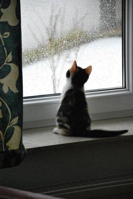 15 Cats Gazing Out The Window And Looking Cute Kittens Funny Cats