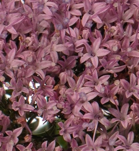 Trachelium Caeruleum Trachelium Caeruleum Supreme Lilac Evanthia