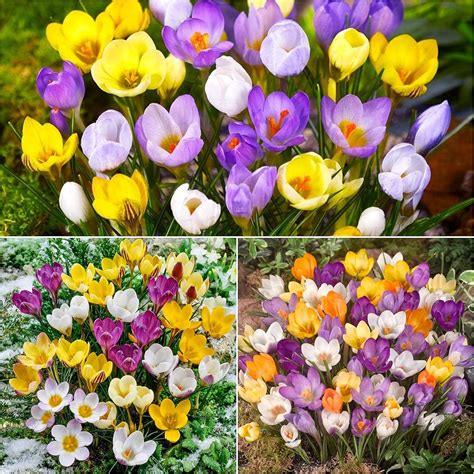 25 X Crocus Bulbs Mixed Species Crocus Spring Flowering Bulbs Bulbs