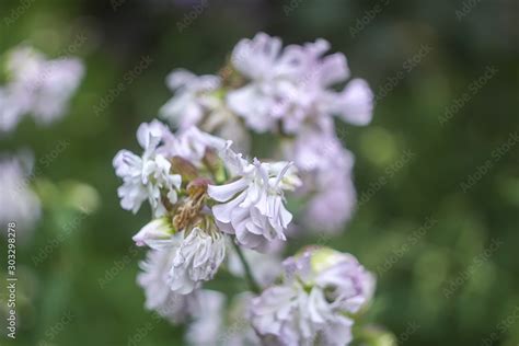 Common Soapwort Bouncing Bet Crow Soap Wild Sweet William Plant