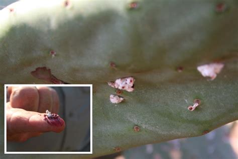 A cactus is a plant and isn't an anything~ivore. Fresh Nopales in South Africa - Azteca - Mexican Food ...