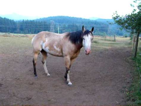 Chase a band stallion buckskin far equus ferus wild horse. Buckskin overo APHA Paint horse mare Crystal - YouTube