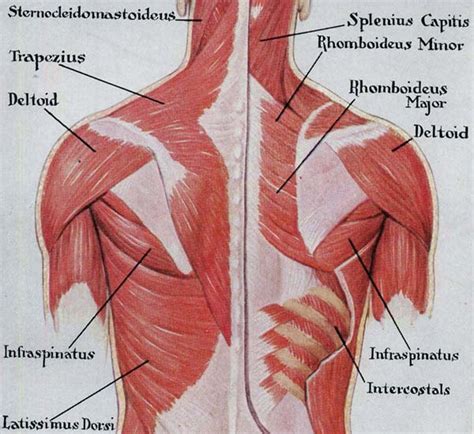 Muscles Back Posterior Human Anatomy Vintage Medical Chart Etsy