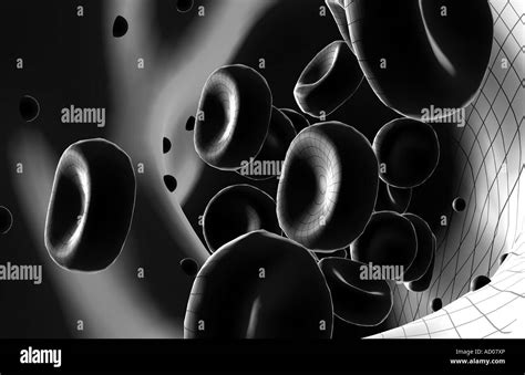 Red And White Blood Cells Black And White Stock Photos And Images Alamy